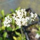 VALERIANA phu 'Aurea'