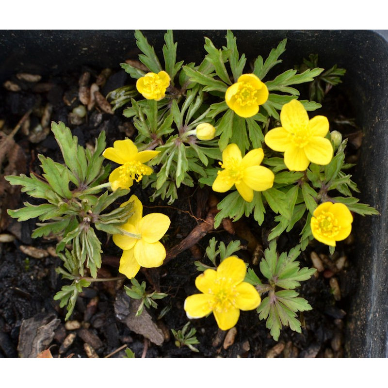 ANEMONE ranunculoides