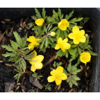 ANEMONE ranunculoides