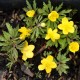 ANEMONE ranunculoides