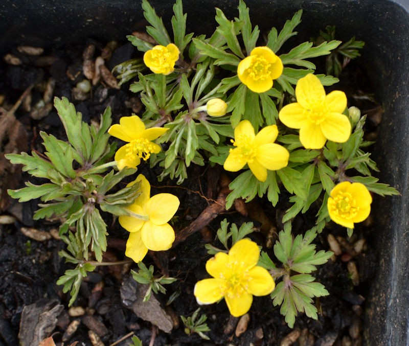ANEMONE ranunculoides, vivace, tapis fleur jaune or - Le Jardin d'Eau