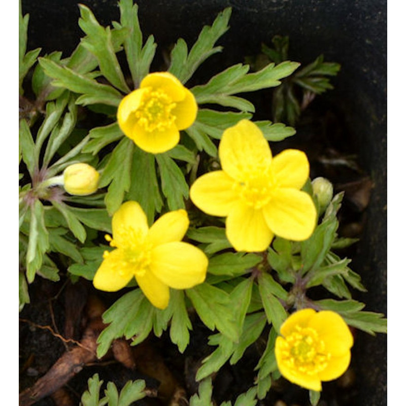 ANEMONE ranunculoides