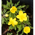 ANEMONE ranunculoides