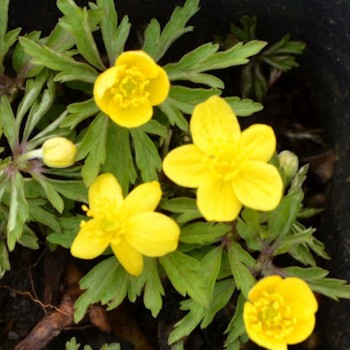 ANEMONE ranunculoides