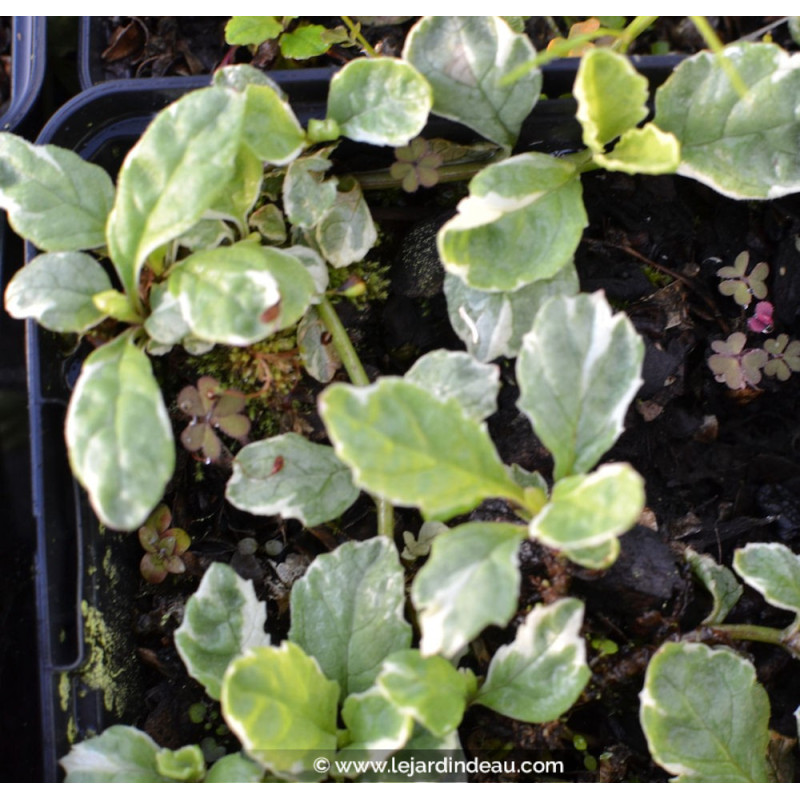 AJUGA reptans 'Arctic Fox'