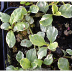 AJUGA reptans 'Arctic Fox'