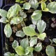 AJUGA reptans 'Arctic Fox'