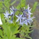 AMSONIA tabernaemontana