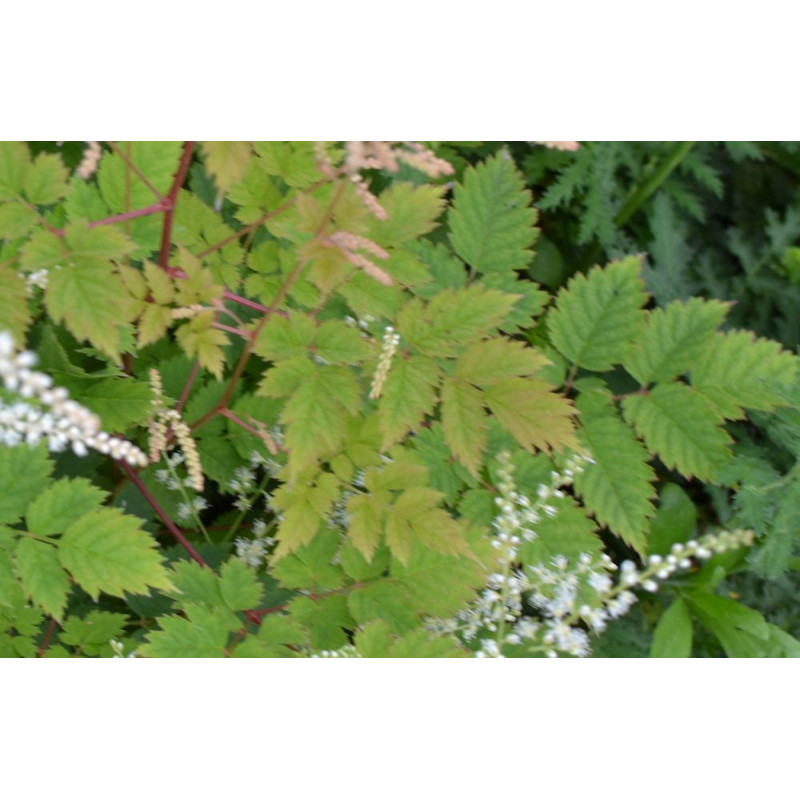 ARUNCUS dioicus 'Misty Lace'