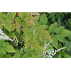 ARUNCUS dioicus 'Misty Lace'