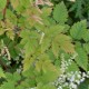 ARUNCUS dioicus 'Misty Lace'