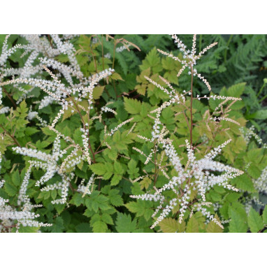 ARUNCUS dioicus \'Misty Lace\'