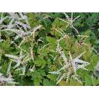ARUNCUS dioicus 'Misty Lace'