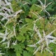 ARUNCUS dioicus 'Misty Lace'