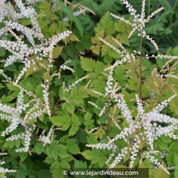 ARUNCUS dioicus &#039;Misty Lace&#039;