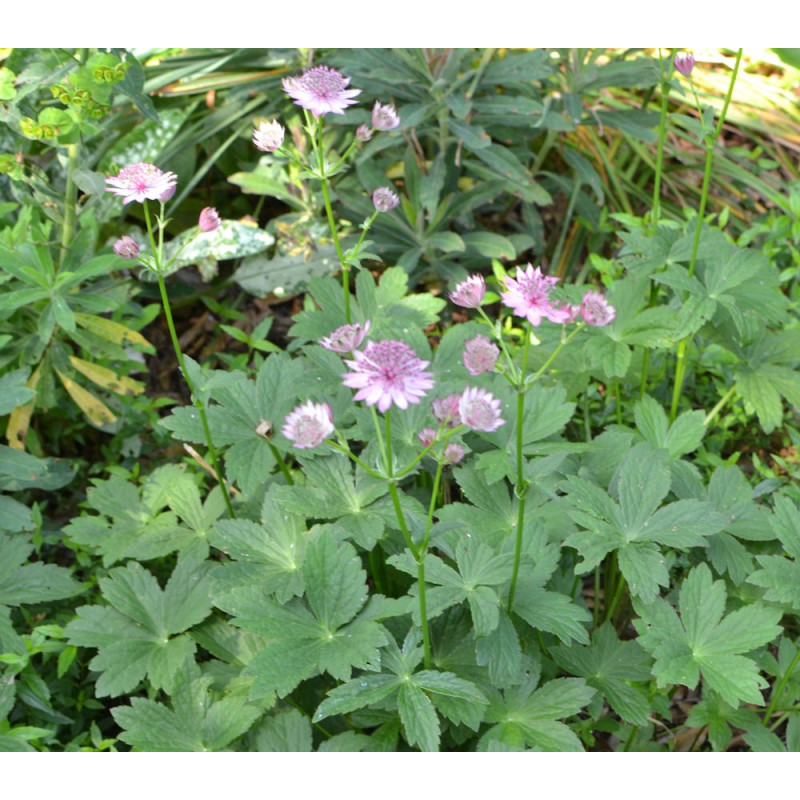 ASTRANTIA 'Roma'