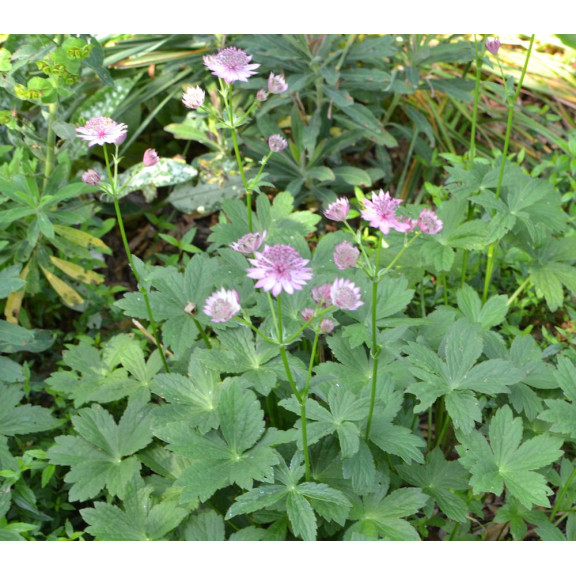 ASTRANTIA 'Roma'