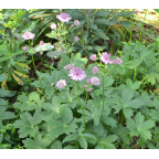ASTRANTIA 'Roma'