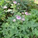 ASTRANTIA 'Roma'