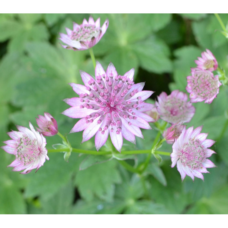 ASTRANTIA 'Roma'