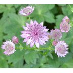 ASTRANTIA 'Roma'