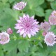 ASTRANTIA 'Roma'