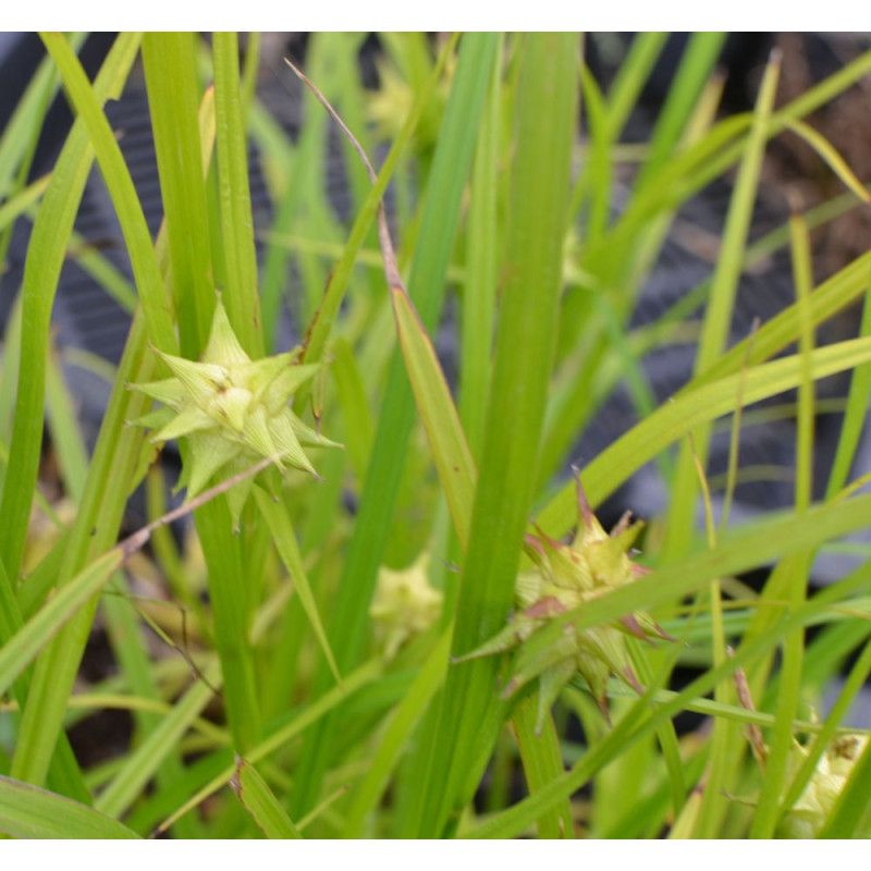 CAREX grayi