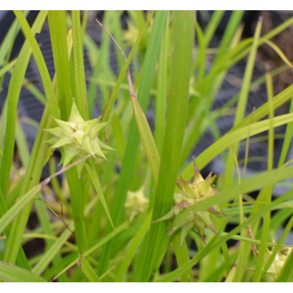 CAREX grayi