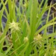 CAREX grayi