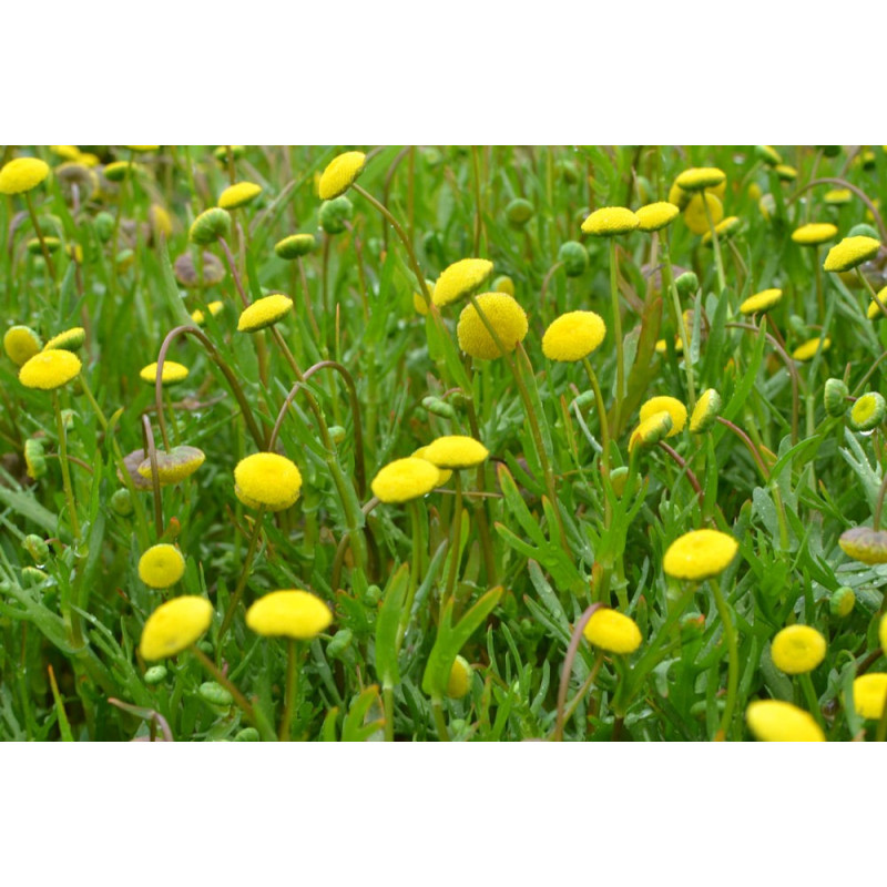 COTULA coronopifolia