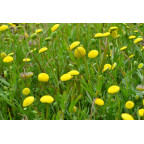 COTULA coronopifolia