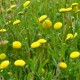 COTULA coronopifolia