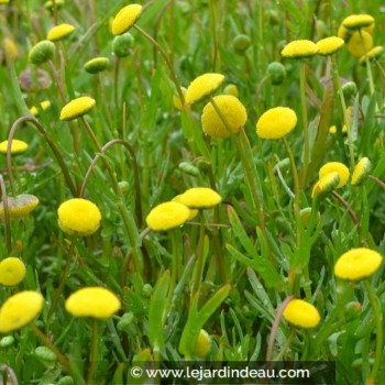 COTULA coronopifolia