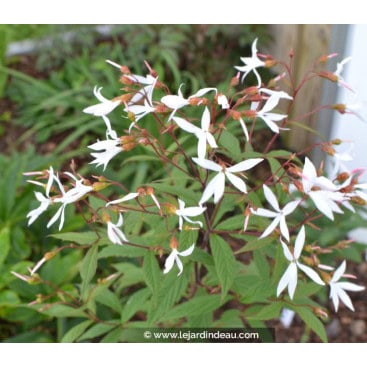 GILLENIA trifoliata