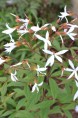 GILLENIA trifoliata