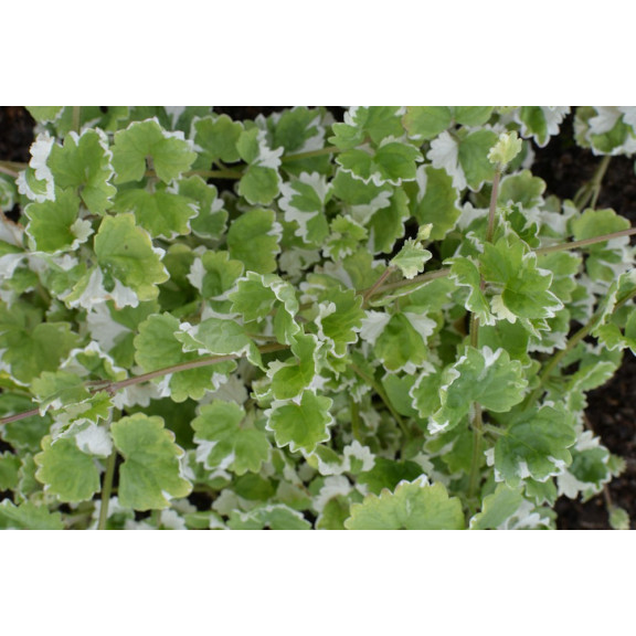 GLECHOMA hederacea 'Variegata'