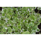 GLECHOMA hederacea 'Variegata' GLECHOMA hederacea 'Variegata'