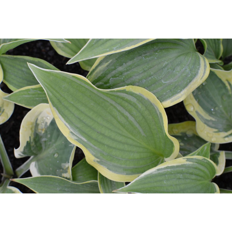 HOSTA 'Yellow River'