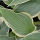 HOSTA 'Yellow River'