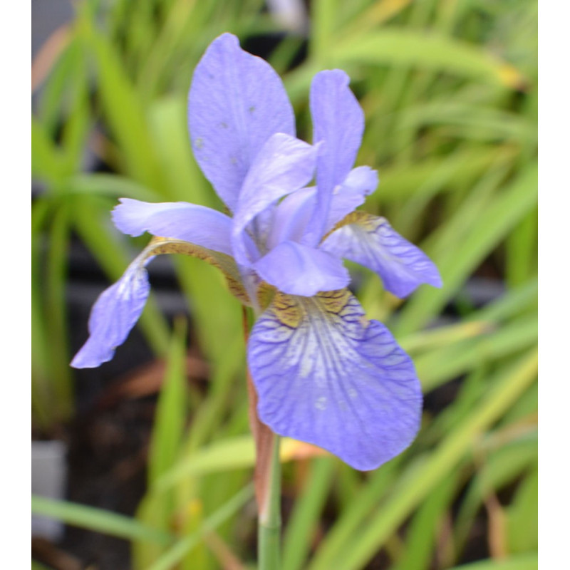 IRIS sibirica 'Perry's Blue'