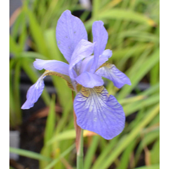 IRIS sibirica 'Perry's Blue'