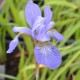 IRIS sibirica 'Perry's Blue'