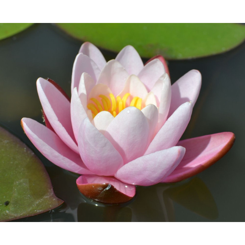 NYMPHAEA 'Marliacea Carnea'