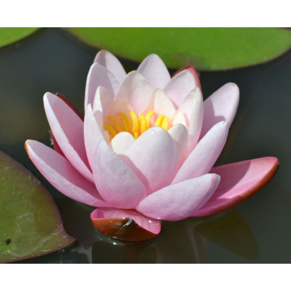NYMPHAEA 'Marliacea Carnea'