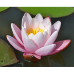 NYMPHAEA 'Marliacea Carnea'