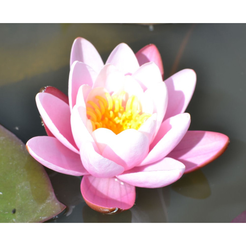 NYMPHAEA 'Marliacea Carnea'