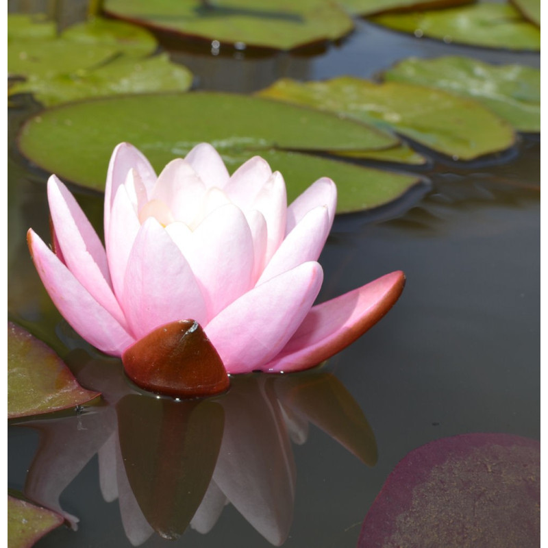 NYMPHAEA 'Marliacea Carnea'