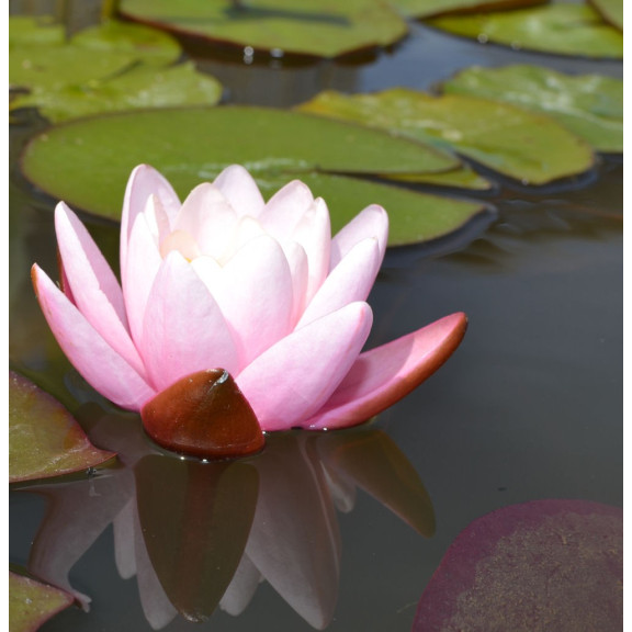 NYMPHAEA 'Marliacea Carnea'