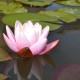 NYMPHAEA 'Marliacea Carnea'