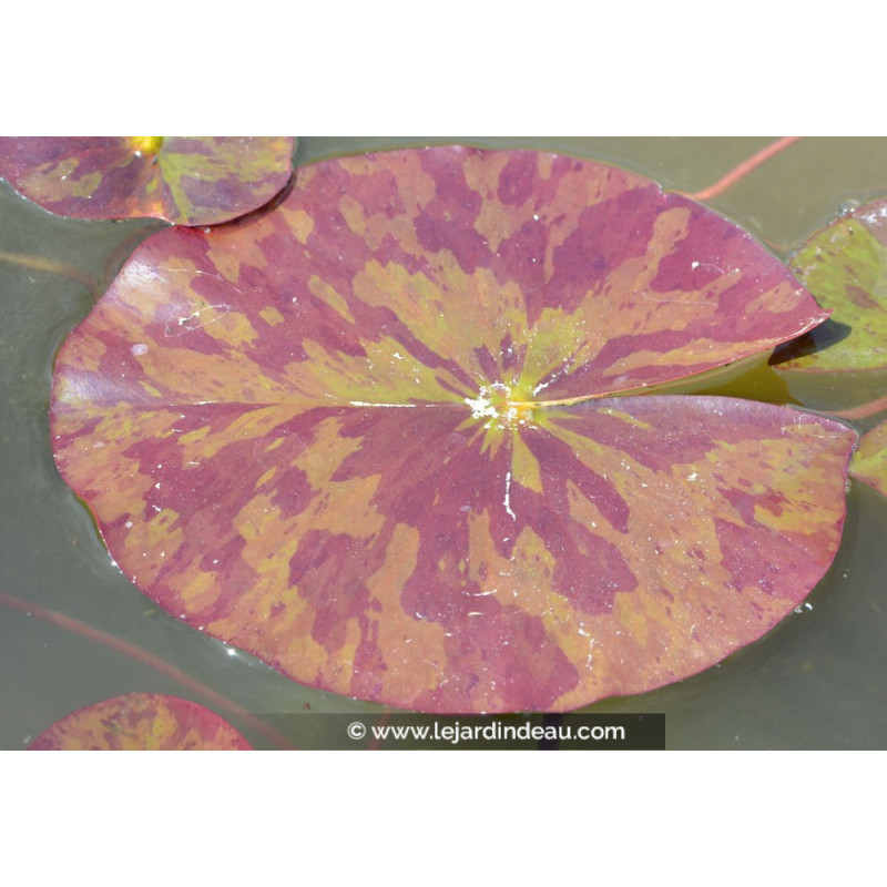 NYMPHAEA 'Marliacea Chromatella' NYMPHAEA 'Marliacea Chromatella'